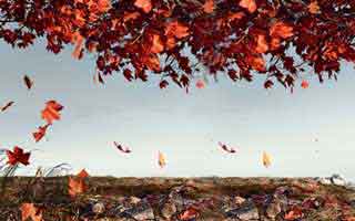 小红书官方刷粉